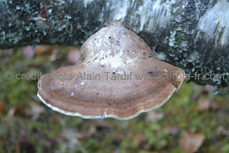Piptoporus betulinus piptoporus betulinus ou polypore du bouleau