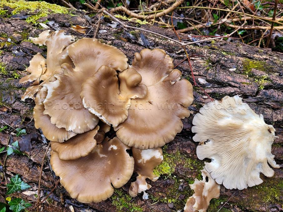 Pleurotus ostreatus 3 pleurote en huître ou Pleurotus ostreatus