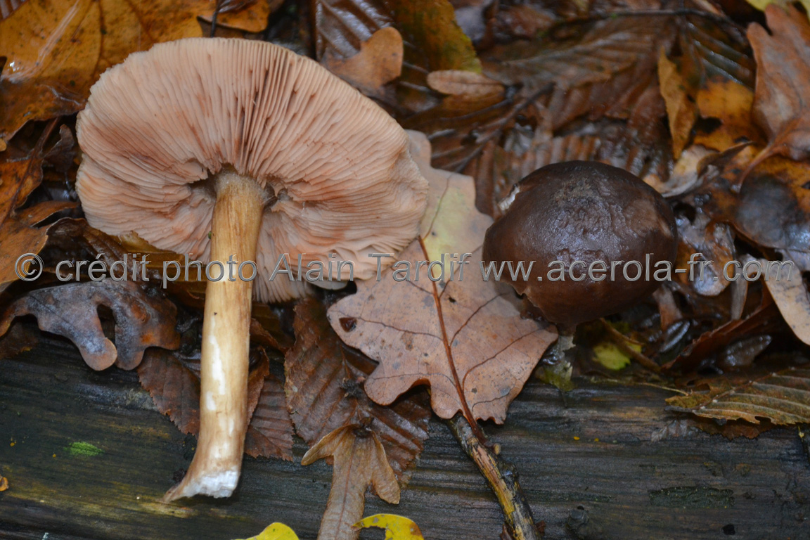 Pluteus cervinus 2 Pluteus cervinus ou plutée couleur de cerf, les plutées