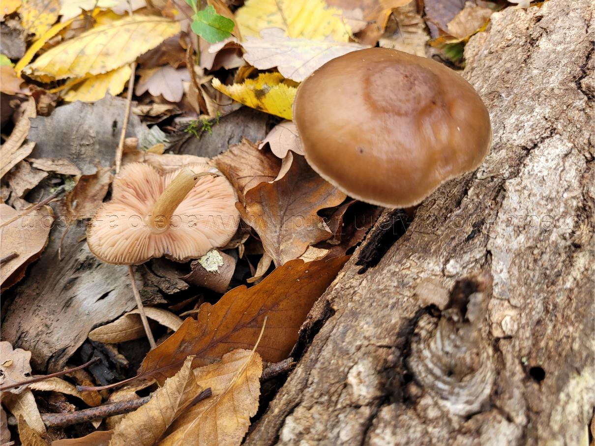 Pluteus cervinus 3 Pluteus cervinus ou plutée couleur de cerf