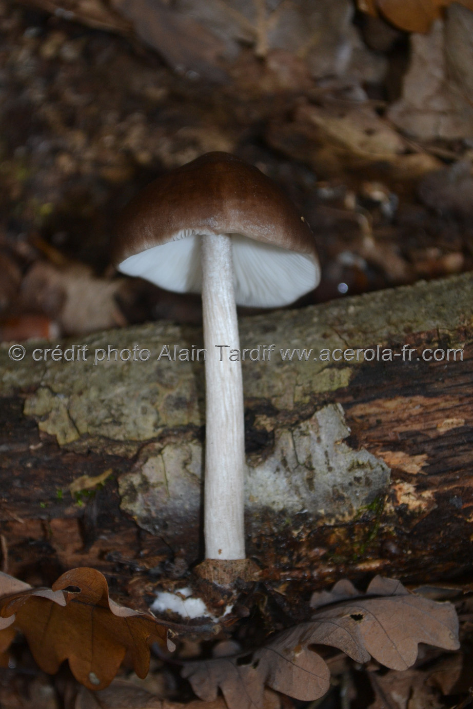 Pluteus cervinus Pluteus cervinus ou plutée couleur de cerf