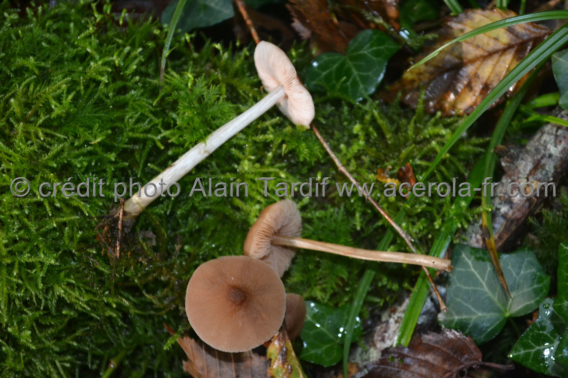 Pluteus nanus Pluteus nanus ou plutée nain