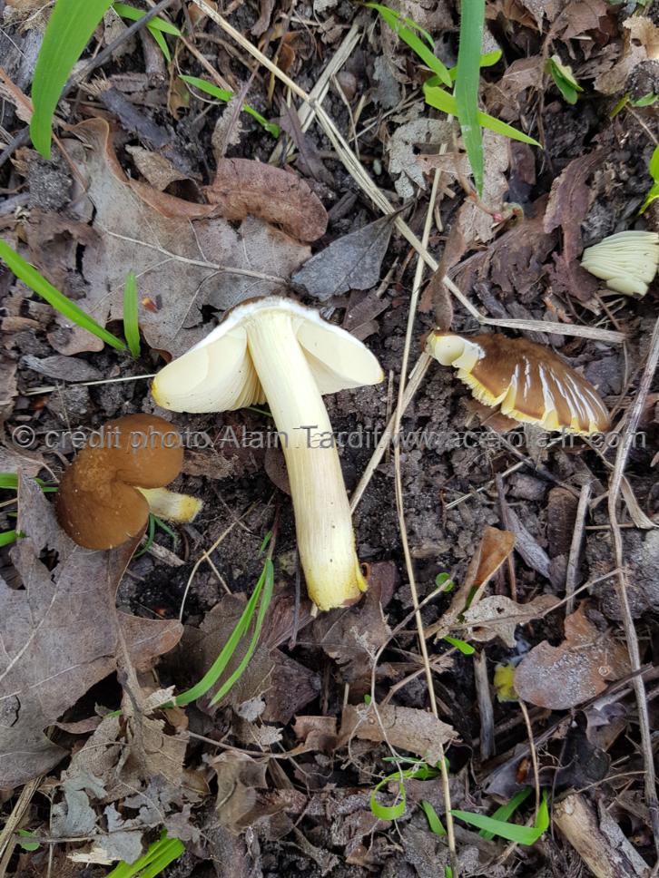 Pluteus romellii Pluteus romellii ou plutée de Romell