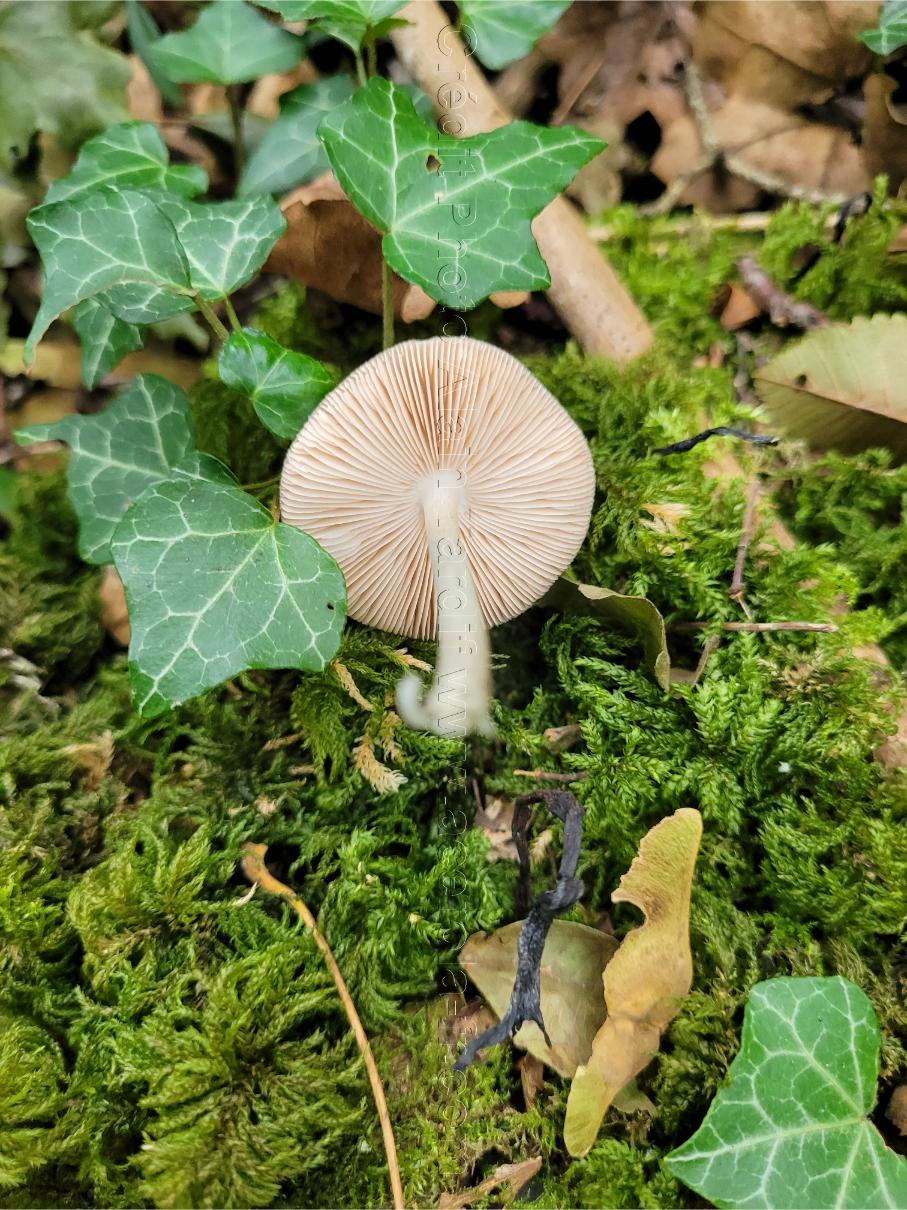 Pluteus salicinus 2 Pluteus salicinus ou plutée du saule