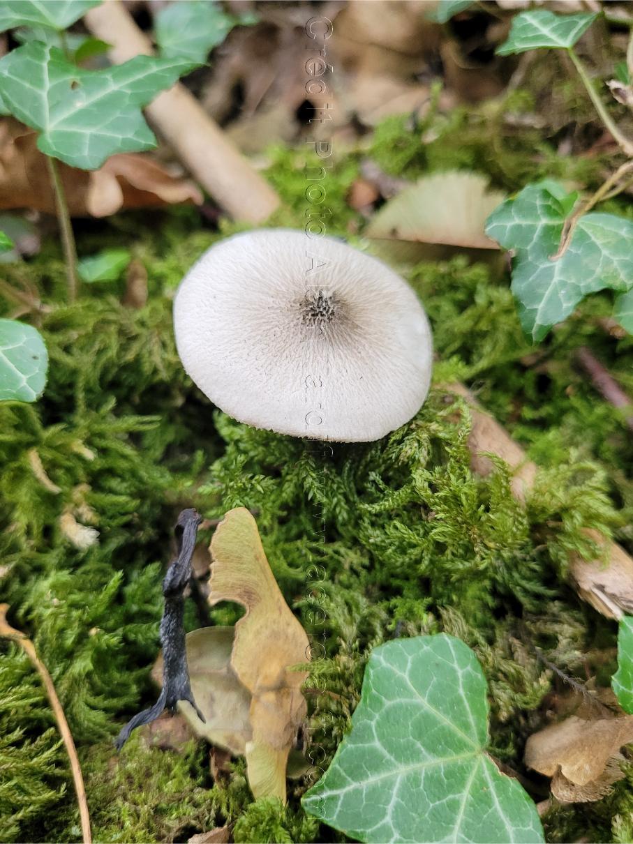 Pluteus salicinus Pluteus salicinus ou plutée du saule