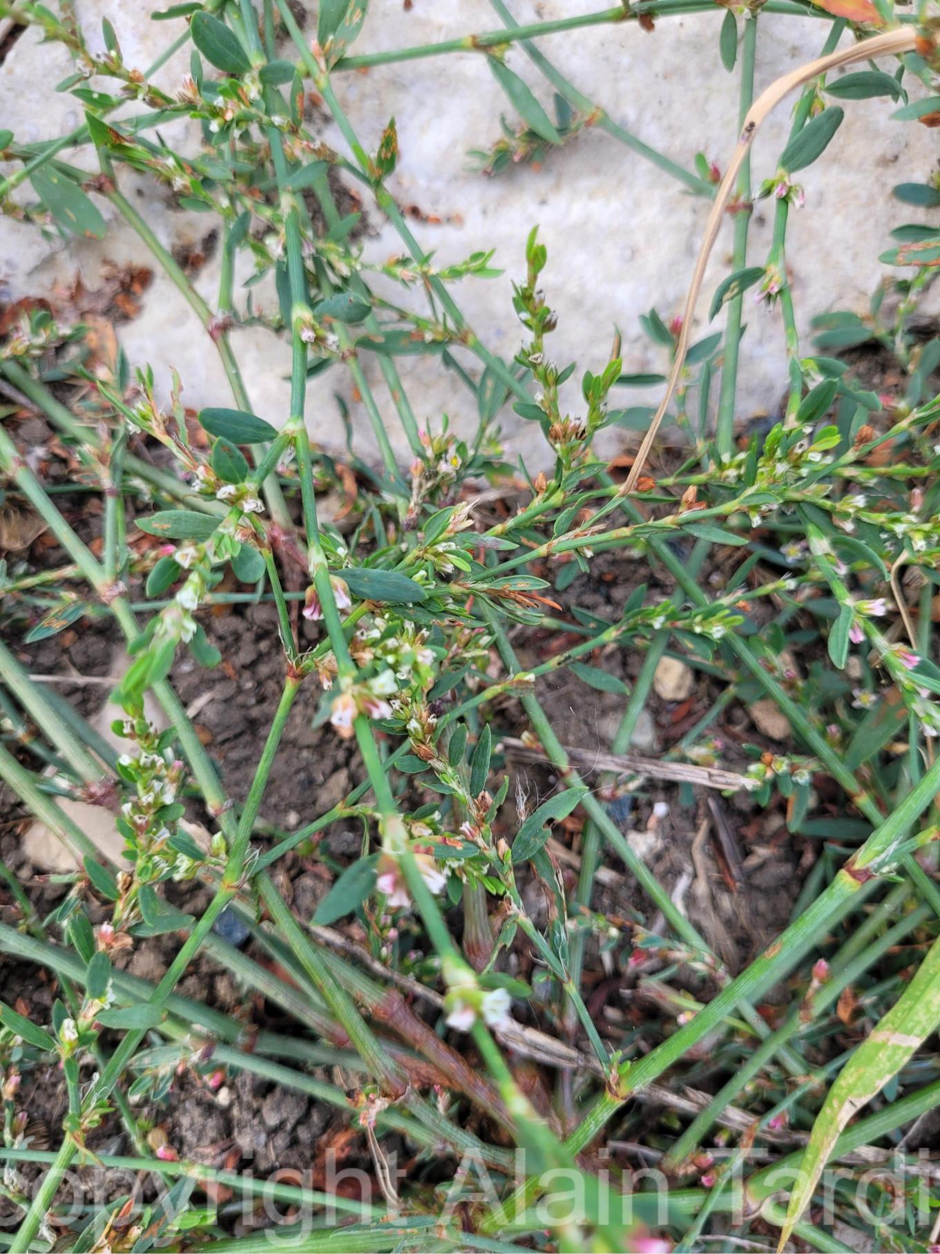 Polygonum aviculare 4 Polygonum aviculare - renouée des oiseaux