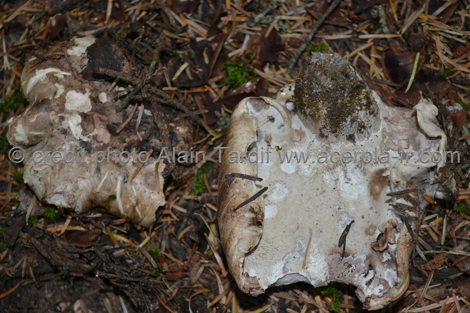 Polyporus leucomelas Boletopsis leucomelaena ou polypore blanc et noir