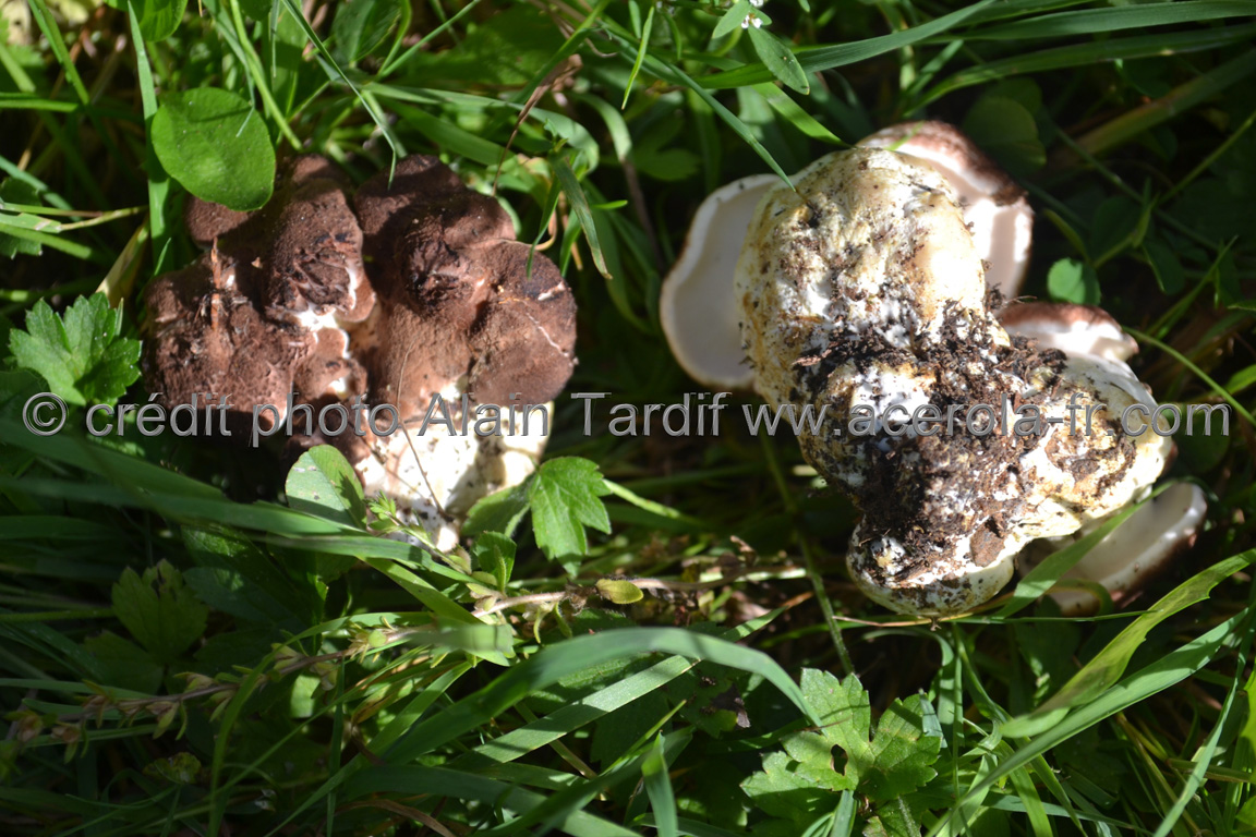 Polyporus pes-caprae Polyporus pes-caprae ou polypore pied de chèvre