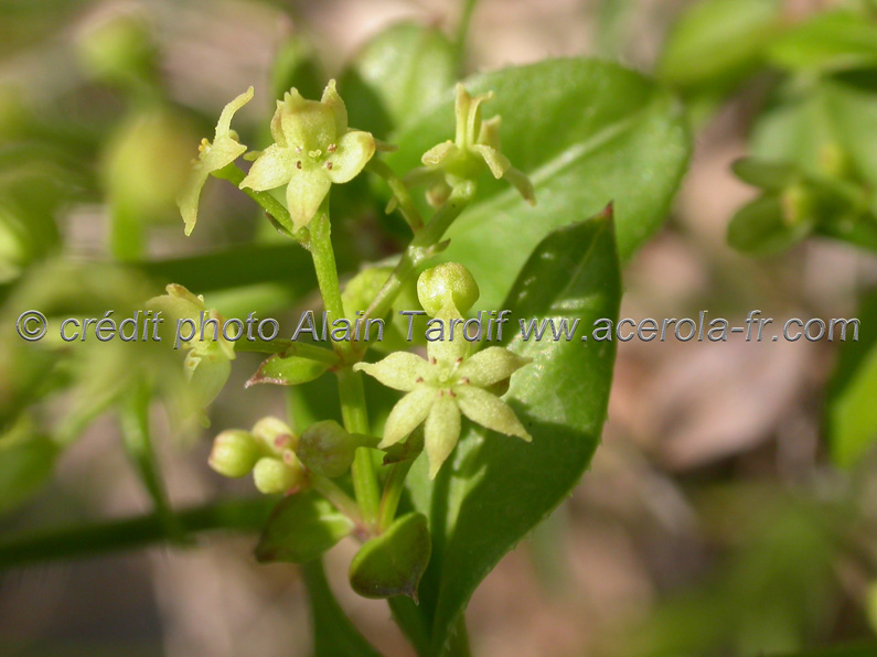 Rubia tinctoria Rubia peregrina ou garance voyageuse