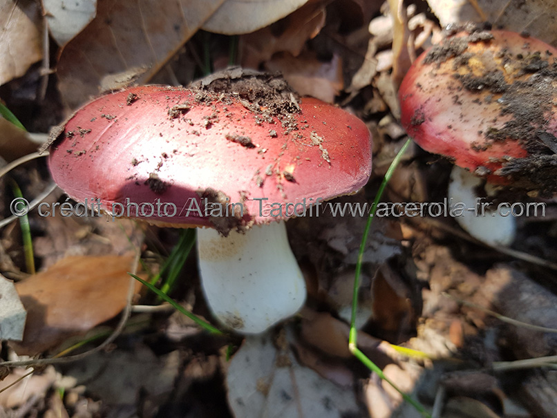 Russula Velenovskyi 2 Russula velenovskyi - russule de Velenovsky
