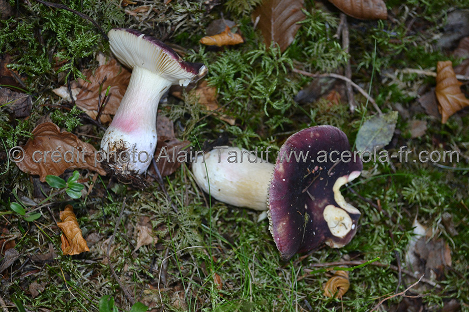 Russula amoena 2 Russula amoena ou russule agréable