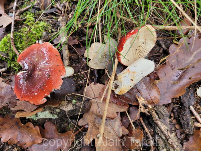 Russula atropurpurea 2 Russula atropurpurea ou russule pourpre noir