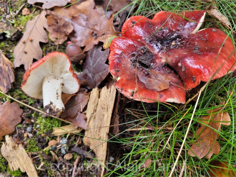 Russula atropurpurea Russula atropurpurea ou russule pourpre noir