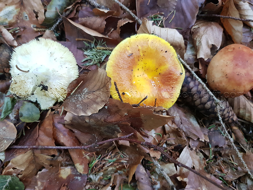 Russula aurata 2 russula aurata ou russule dorée