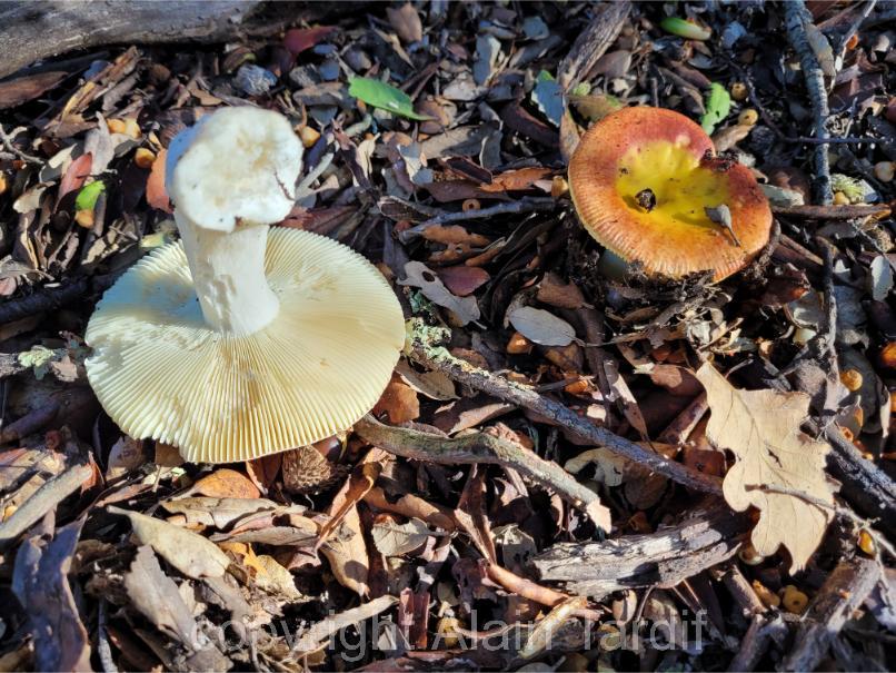 Russula aurata russula aurata ou russule dorée