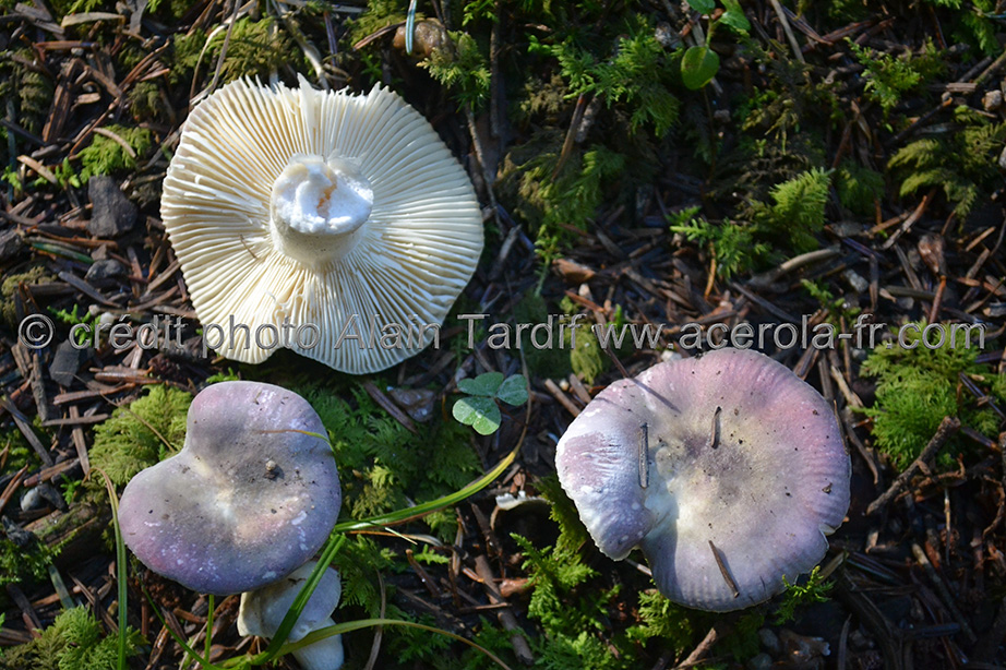 Russula azurea Russula azurea ou russule azurée