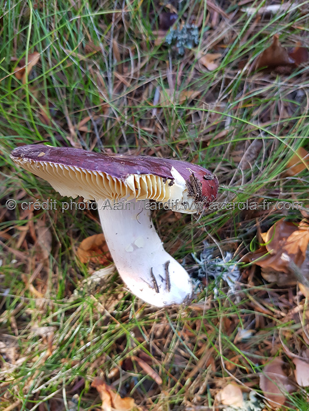 Russula badia 2 Russula badia ou russule perfide