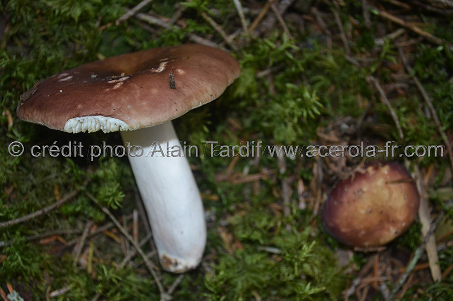 Russula badia Russula badia ou russule perfide