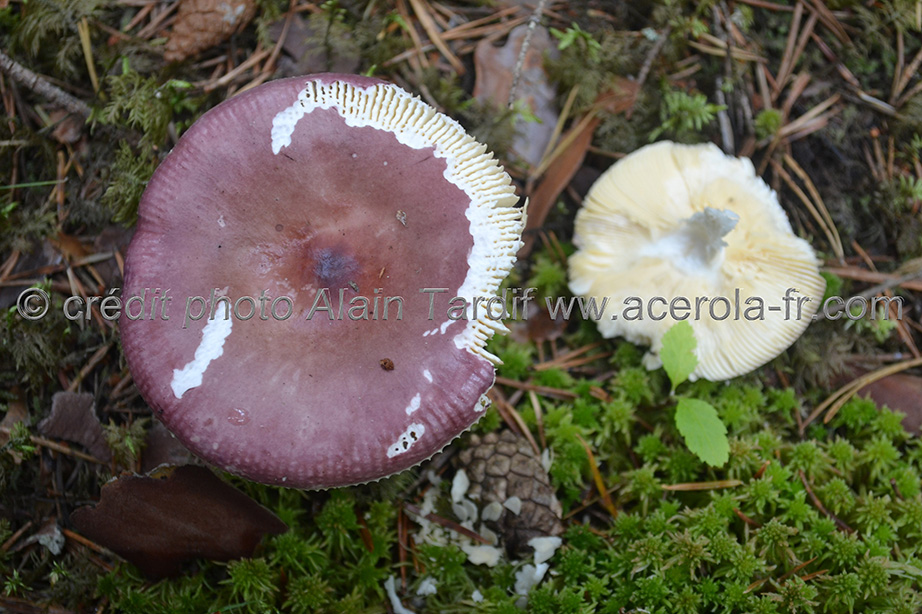 Russula caerulea Russula caerulea ou russule mamelonnée