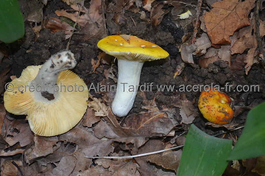 Russula chameleontina Russula chameleontina - russule caméléon