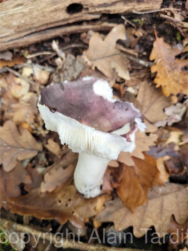 Russula cyanoxantha 2 Russula cyanoxantha ou russule charbonnière