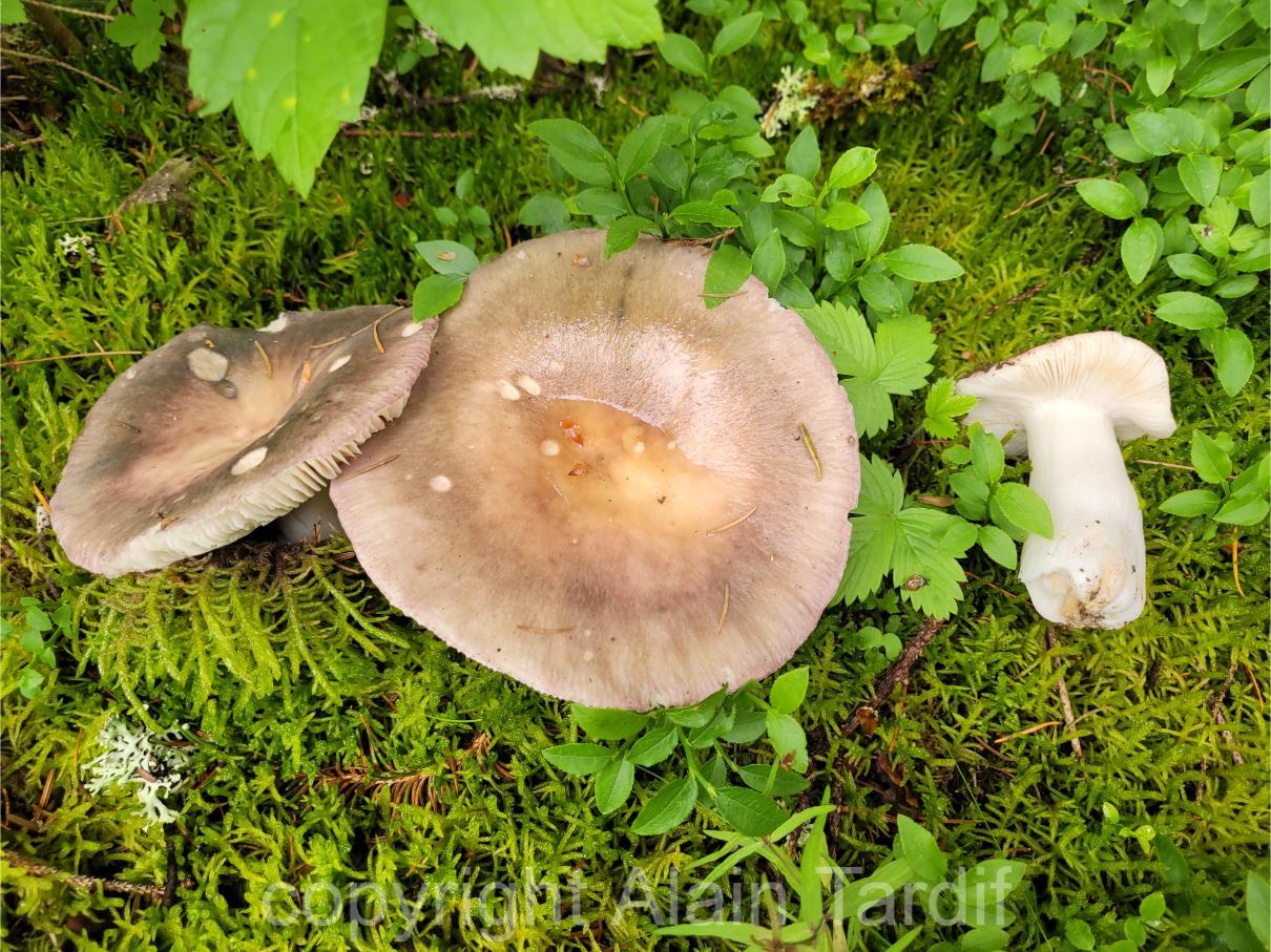 Russula cyanoxantha 3 Russula cyanoxantha ou russule charbonnière