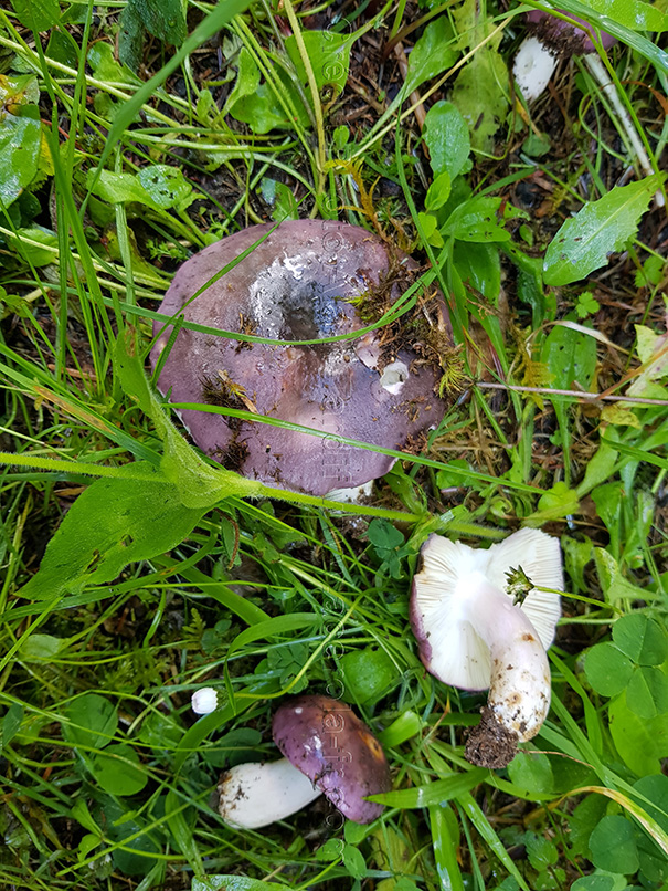 Russula cyanoxantha Russula cyanoxantha ou russule charbonnière