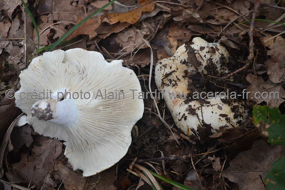 Russula delica 3 Russula delica ou russule sans lait