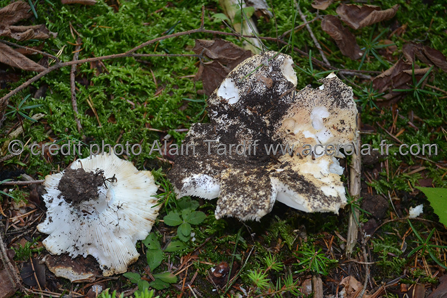 Russula delica 4 Russula delica ou russule sans lait