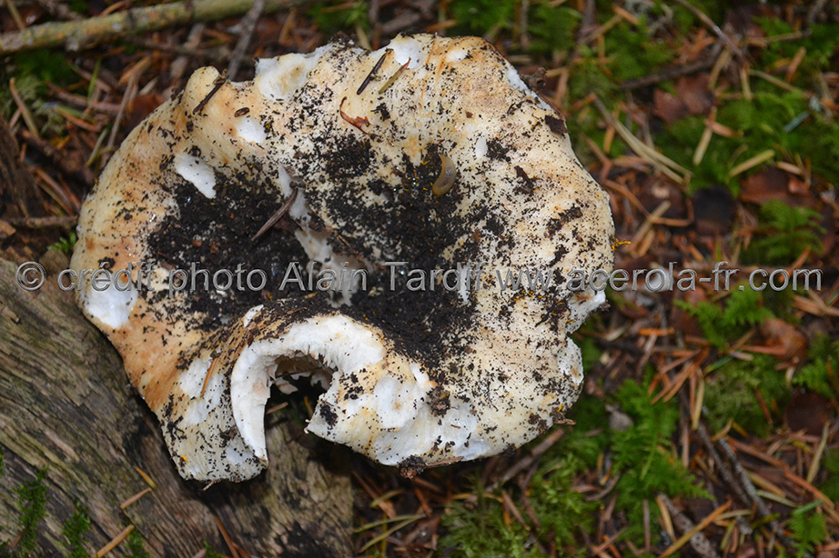 Russula delica Russula delica ou russule sans lait