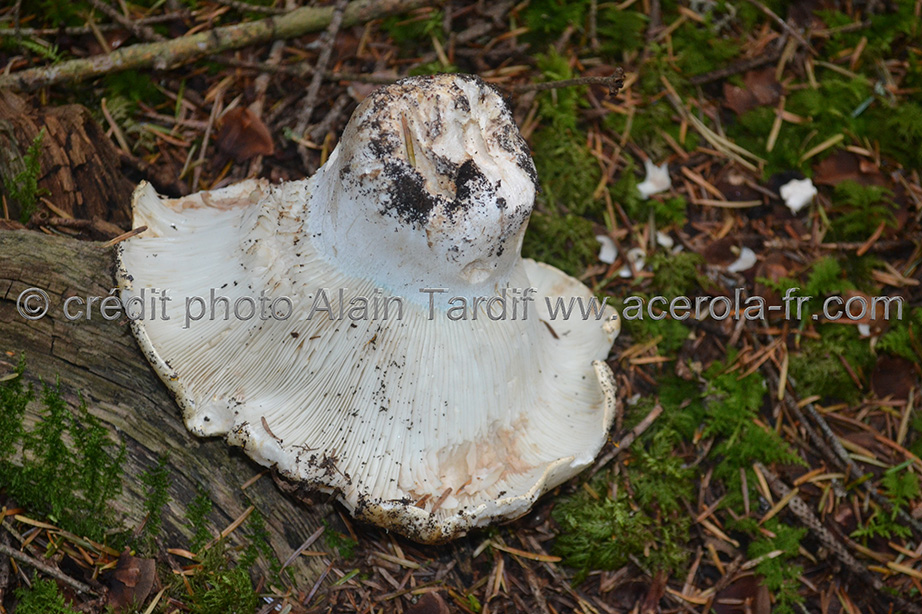 Russula delica2 Russula delica ou russule sans lait
