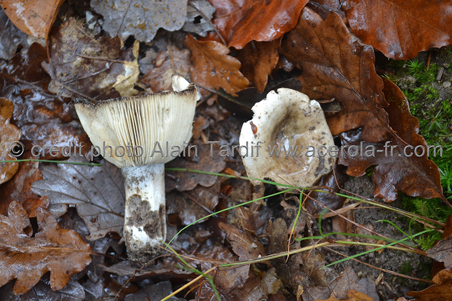 Russula densifolia Russula densifolia - russule à feuillets denses