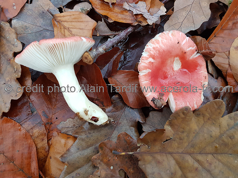 Russula emetica 2 les russules, Russula emetica ou russule émétique