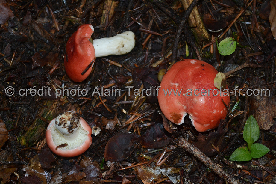 Russula emetica Russula emetica ou russule émétique