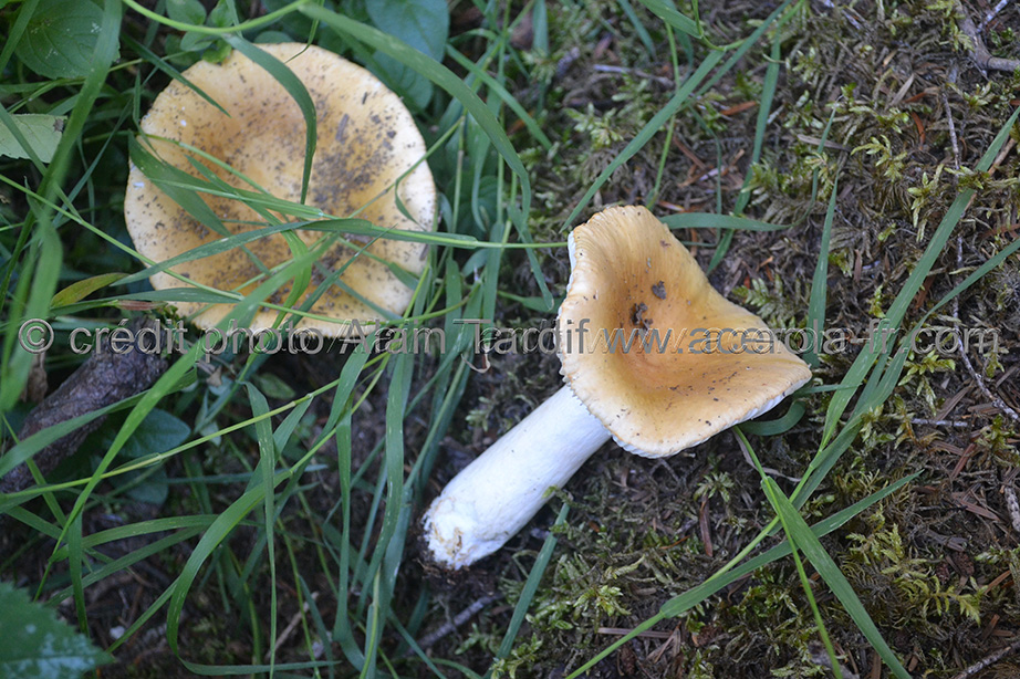 Russula fellea Russula fellea ou russule fielleuse