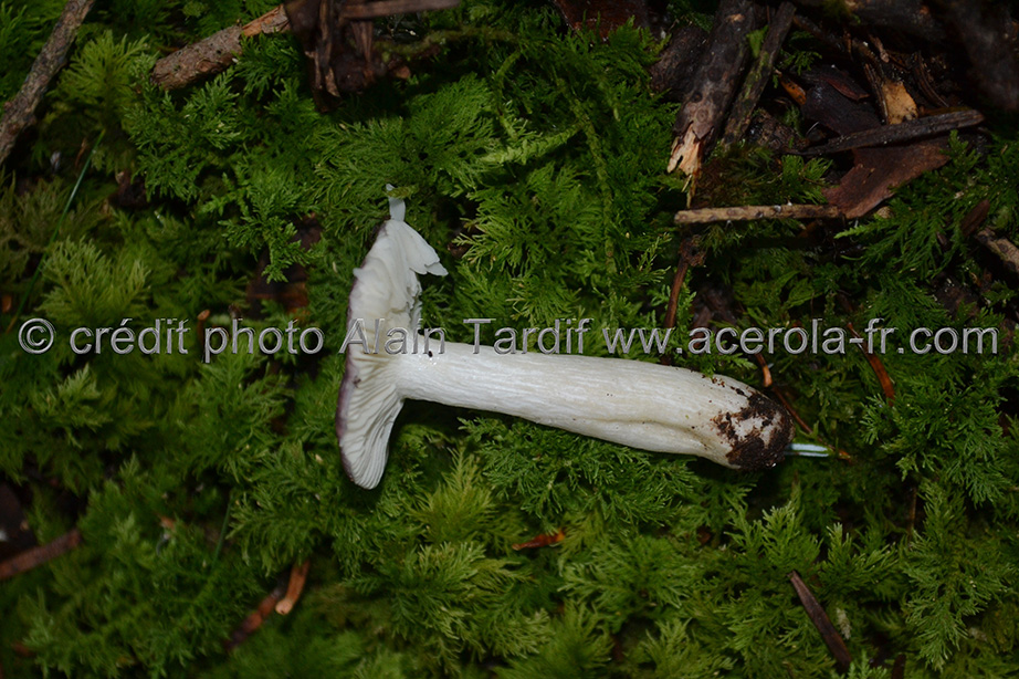Russula fragilis 2 Russula fragilis ou russule fragile