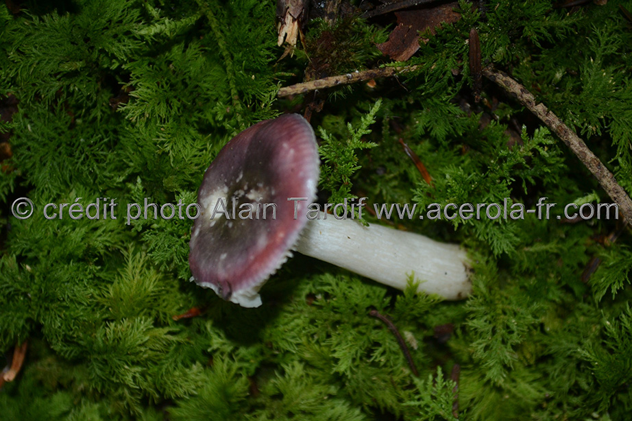 Russula fragilis Russula fragilis ou russule fragile