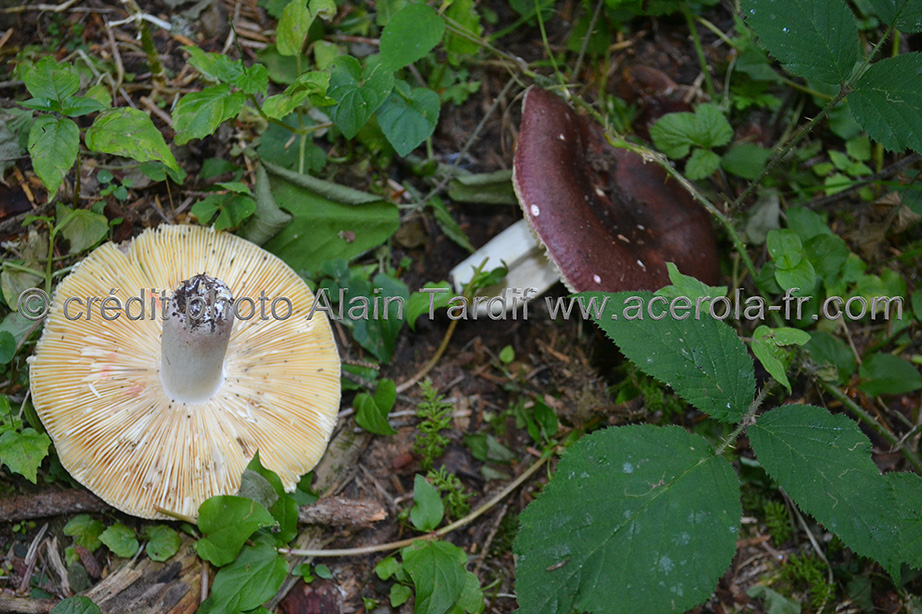 Russula integra Russula integra - russule intègre