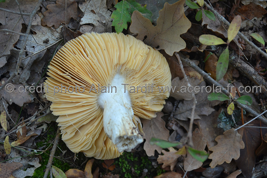 Russula laeta 2 Russula laeta - russule gaie
