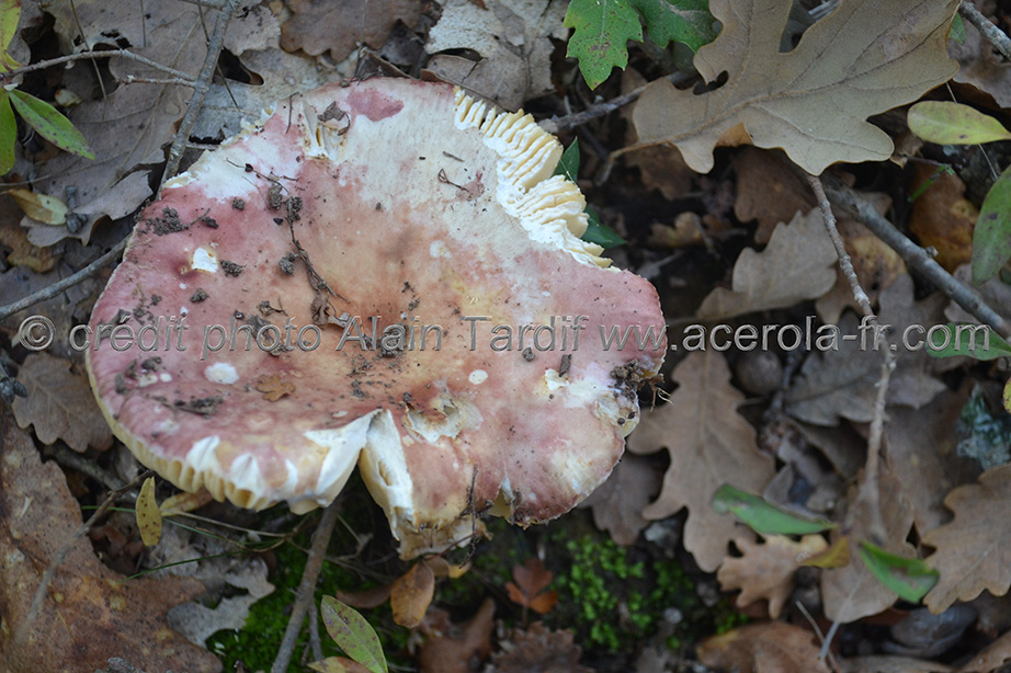 Russula laeta Russula laeta - russule gaie