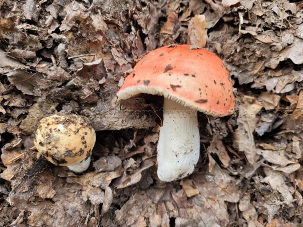 Russula lepida 2 Russula lepida - russule jolie