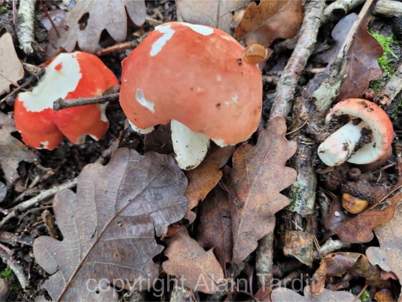 Russula lepida 4 Russula lepida - russule jolie