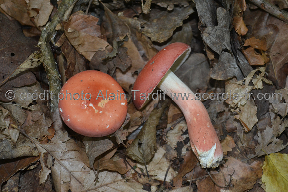 Russula lepida Russula lepida - russule jolie