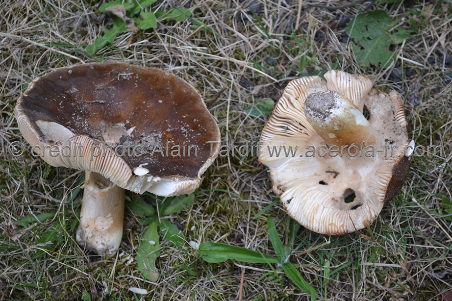 Russula mustelina Russula mustelina - russule belette