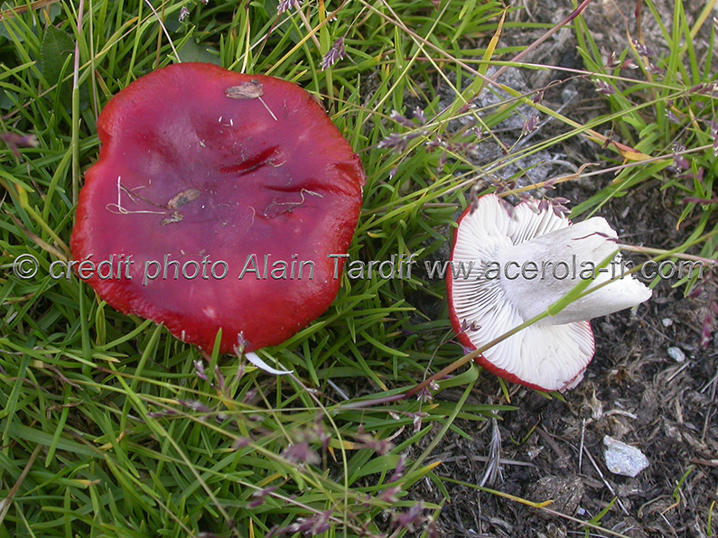 Russula nana Russula nana - russule naine