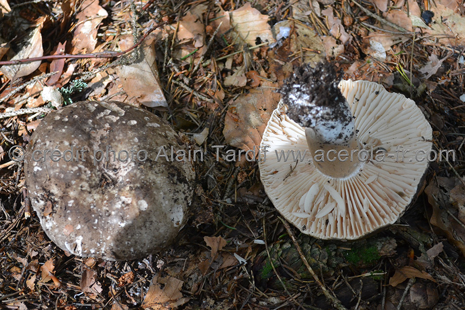 Russula nigricans 2 Russula nigricans ou russule noircissante