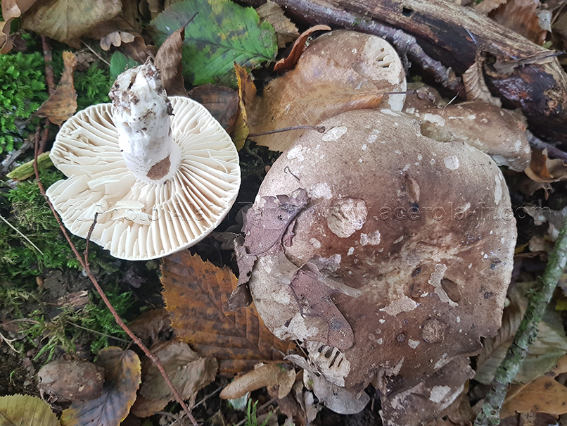 Russula nigricans 3 Russula nigricans ou russule noircissante