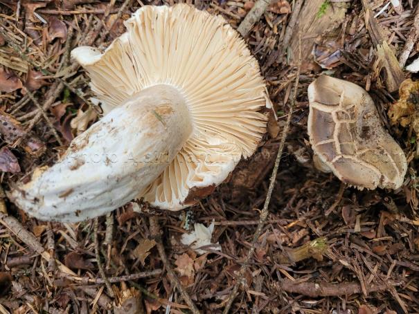 Russula nigricans 4 Russula nigricans ou russule noircissante