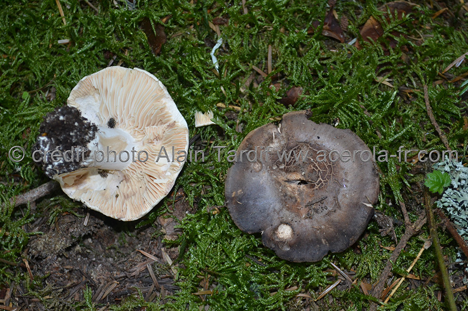 Russula nigricans Russula nigricans ou russule noircissante