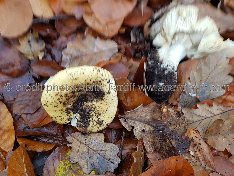 Russula ochroleuca 2 Russula ochroleuca ou russule ocre et blanche